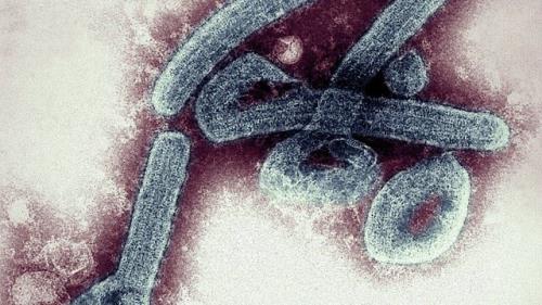 تایید نخستین موارد ویروس ماربورگ در غنا