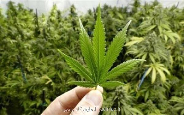مصرف گل به جنون ختم می شود