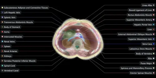 اسکن بدن بدون نیاز به دستگاه MRI